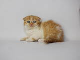 Кошки, котята Шотландская вислоухая, цена 11000 Грн., Фото
