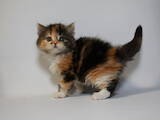 Кошки, котята Хайленд Фолд, цена 13500 Грн., Фото