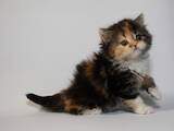 Кішки, кошенята Highland Fold, ціна 13500 Грн., Фото