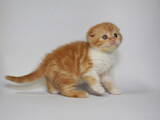 Кішки, кошенята Шотландська висловуха, ціна 16200 Грн., Фото