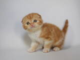 Кошки, котята Шотландская вислоухая, цена 16200 Грн., Фото