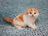 Кішки, кошенята Шотландська висловуха, ціна 16200 Грн., Фото