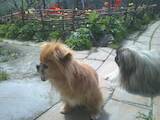 Собаки, щенки Пекинес, Фото