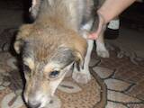 Собаки, щенята Західно-Сибірська лайка, ціна 15 Грн., Фото