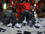 Собаки, щенки Акита-ину, цена 20000 Грн., Фото