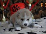 Собаки, щенки Акита-ину, цена 20000 Грн., Фото