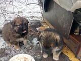 Собаки, щенята Безпорідна, ціна 1 Грн., Фото