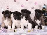 Собаки, щенки Американский акита, цена 15000 Грн., Фото
