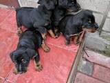 Собаки, щенки Ягдтерьер, цена 2600 Грн., Фото