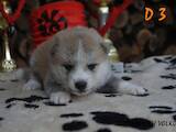 Собаки, щенки Акита-ину, цена 10000 Грн., Фото