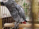 Папуги й птахи Папуги, ціна 13000 Грн., Фото