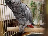 Папуги й птахи Папуги, ціна 13000 Грн., Фото