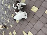 Собаки, щенки Русский спаниель, цена 2500 Грн., Фото