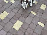 Собаки, щенята Російський спаніель, ціна 2500 Грн., Фото