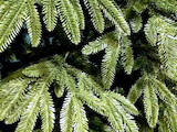 Домашні рослини Штучні рослини, ціна 900 Грн., Фото