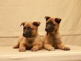 Собаки, щенки Бельгийская овчарка (Малинуа), цена 7000 Грн., Фото