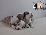 Собаки, щенята Вельш коргі кардіган, ціна 35000 Грн., Фото
