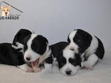 Собаки, щенята Вельш коргі кардіган, ціна 35000 Грн., Фото