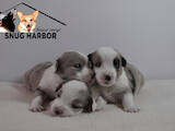 Собаки, щенки Вельш корги кардиган, цена 35000 Грн., Фото