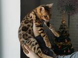 Кішки, кошенята Бенгальськая, ціна 9500 Грн., Фото