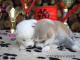 Собаки, щенки Акита-ину, цена 15000 Грн., Фото