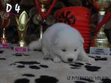 Собаки, щенки Акита-ину, цена 15000 Грн., Фото