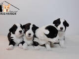 Собаки, щенята Вельш коргі кардіган, ціна 30000 Грн., Фото