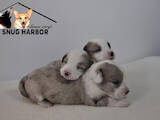 Собаки, щенята Вельш коргі кардіган, ціна 30000 Грн., Фото