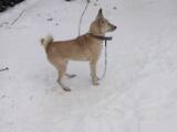 Собаки, щенята Західно-Сибірська лайка, ціна 20000 Грн., Фото