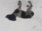Собаки, щенята Німецька жорсткошерста лягава, ціна 1000 Грн., Фото
