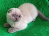 Кошки, котята Шотландская вислоухая, цена 3500 Грн., Фото