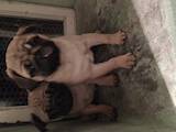 Собаки, щенята Мопс, ціна 8500 Грн., Фото