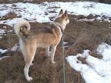Собаки, щенки Западно-Сибирская лайка, цена 13500 Грн., Фото