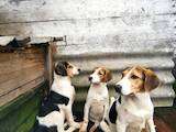 Собаки, щенята Російський хорт, ціна 2500 Грн., Фото