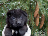 Собаки, щенята Німецька вівчарка, ціна 21500 Грн., Фото