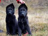 Собаки, щенки Немецкая овчарка, цена 21500 Грн., Фото