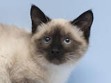 Кошки, котята Балинез, цена 10 Грн., Фото