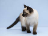 Кошки, котята Балинез, цена 10 Грн., Фото