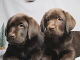 Собаки, щенята Лабрадор ретрівер, ціна 14000 Грн., Фото