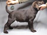 Собаки, щенята Лабрадор ретрівер, ціна 14000 Грн., Фото