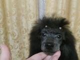 Собаки, щенки Карликовый пудель, цена 12000 Грн., Фото