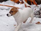 Собаки, щенки Джек Рассел терьер, цена 7500 Грн., Фото