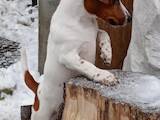 Собаки, щенки Джек Рассел терьер, цена 7500 Грн., Фото