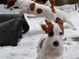 Собаки, щенята Джек Рассел тер'єр, ціна 7500 Грн., Фото