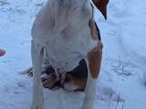 Собаки, щенята Естонський гончак, ціна 1 Грн., Фото