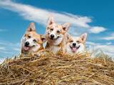 Собаки, щенки Вельш корги пемброк, цена 1500 Грн., Фото