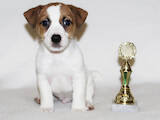 Собаки, щенята Джек Рассел тер'єр, ціна 25000 Грн., Фото
