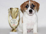 Собаки, щенята Джек Рассел тер'єр, ціна 25000 Грн., Фото