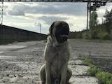 Собаки, щенята Англійська мастіф, ціна 14000 Грн., Фото