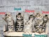 Кошки, котята Мэйн-кун, Фото